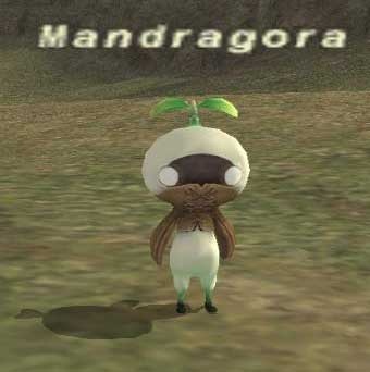 Mandragora's Fans Club